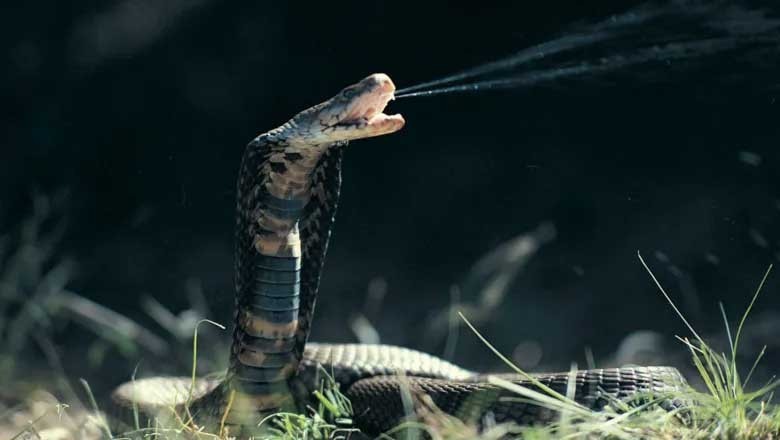 سانپ کے خطرناک زہر کا اثر ایک عام دوا روک سکتی ہے، زبردست تحقیق