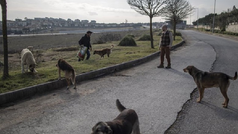 وہ ملک جہاں آوارہ کتوں کو ختم کرنے کیلیے قانون سازی کرلی گئی