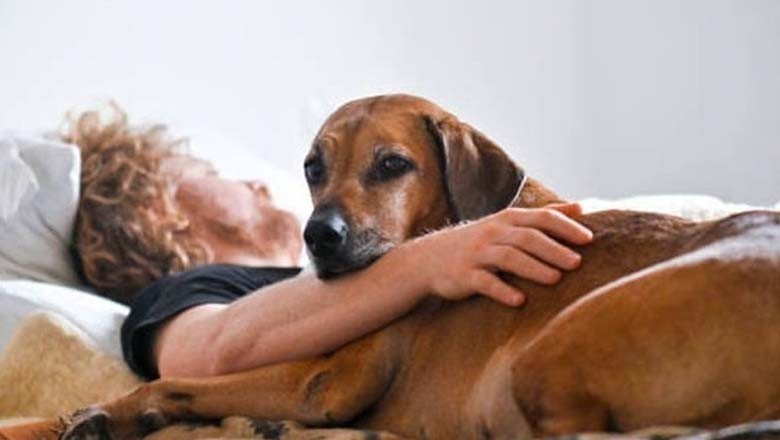 گھر میں موجود کتے اپنے مالک کی لاش ہضم کرگئے