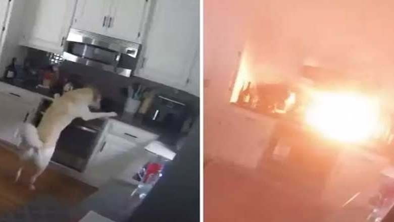 پالتو کتے کی شرارت، بیٹری چبا کر گھر میں آگ لگا دی