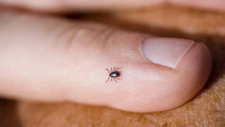 کراچی میں رواں سال کانگو وائرس کا پہلا کیس رپورٹ