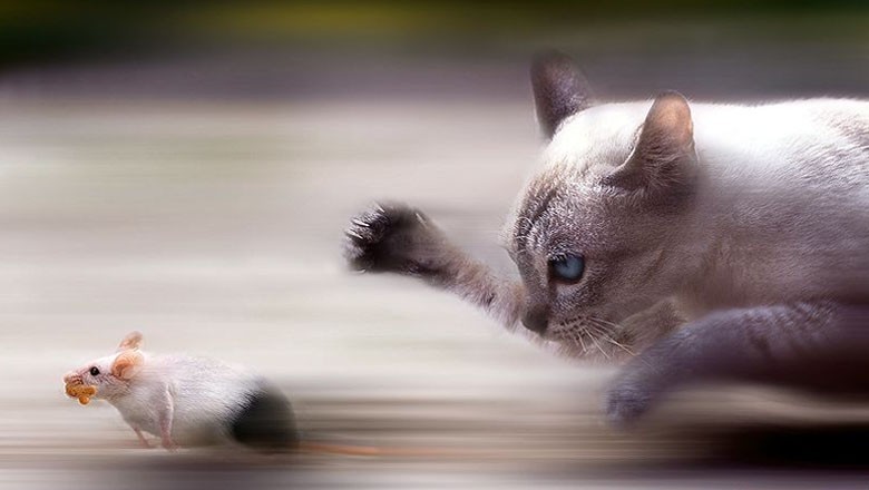 پارلیمنٹ ہاؤس میں چوہوں کے خاتمے کیلیے لاکھوں روپے مختص، بلیوں کی خدمات لی جائیں گی