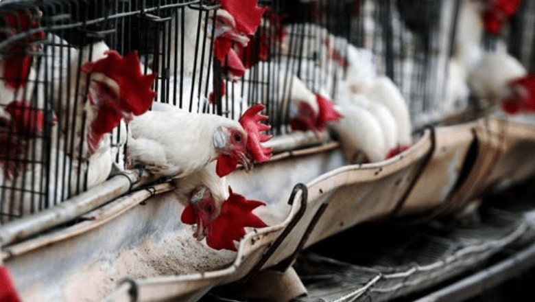 بھارت میں خطرناک وائرس پھیلنے پر کئی ہزار پرندے ہلاک کردیے گئے، 20 ہزار مرغیوں کو مارنے کا فیصلہ