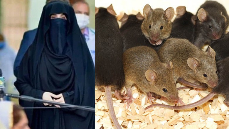 بشری بی بی کی بیرک میں چوہوں کی بحتاط، نماز کے دوران سامنے گرنے لگے