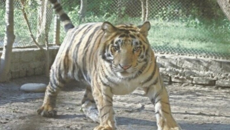 کراچی چڑیا گھر کی آخری شیرنی بھی مر گئی