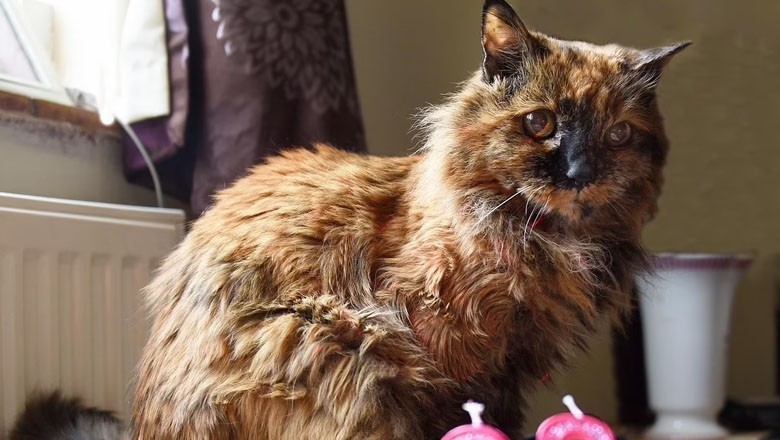 دنیا کی سب سے بوڑھی بلی انتقال کرگئی