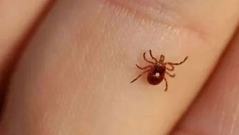 کانگو وائرس کے مزید دو کیسز رپورٹ