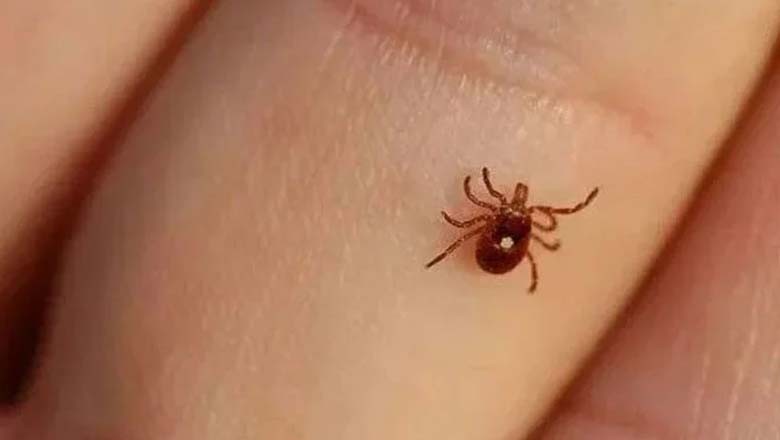 کوئٹہ میں ایک اور مریض کانگو وائرس کا شکار بن گیا