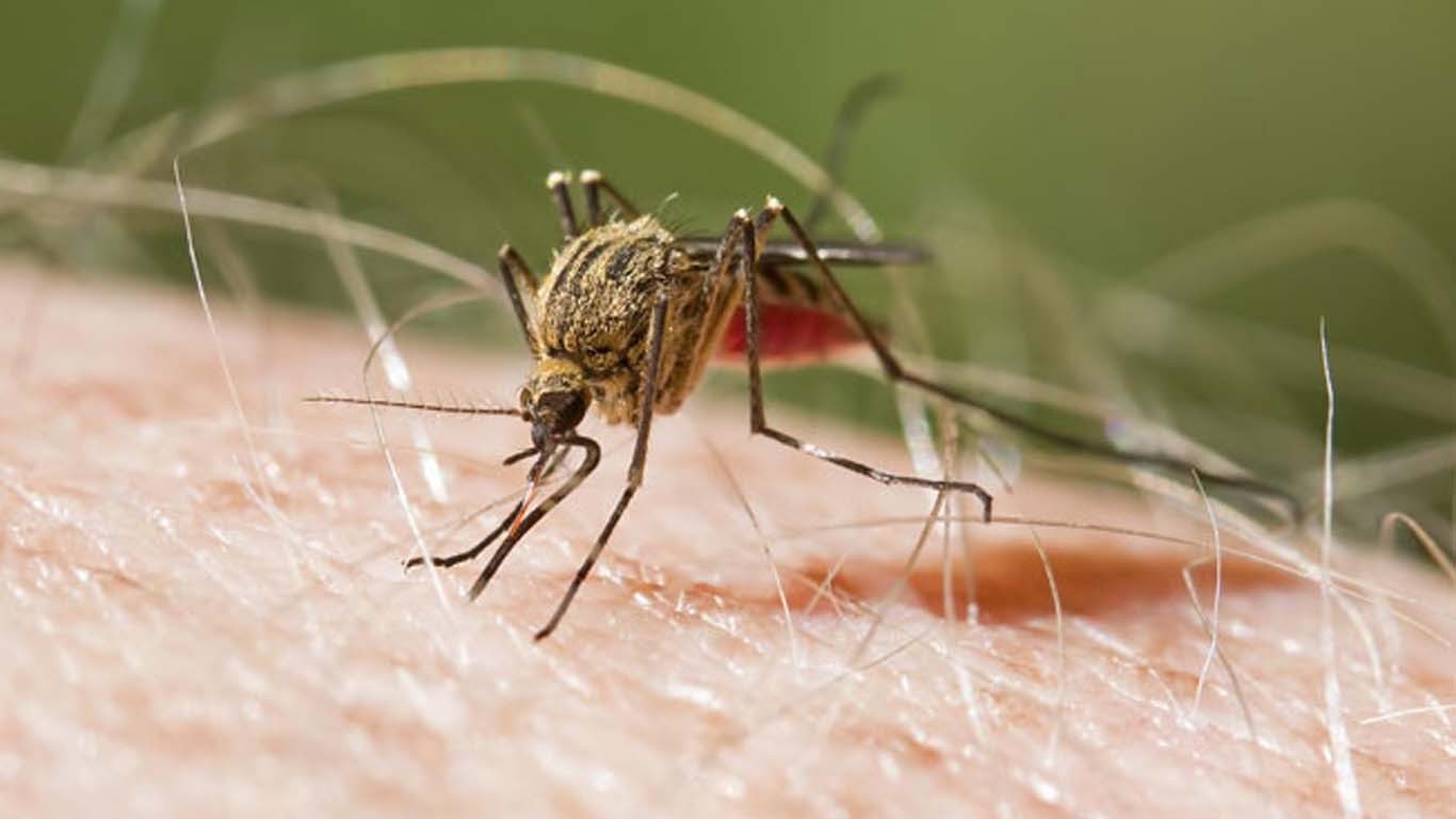 سندھ میں ملیریا وبائی شکل اختیار کرنے لگا