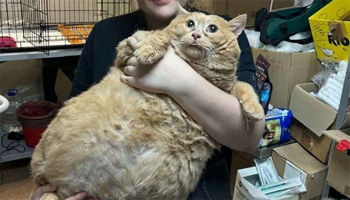 دنیا کی سب سے وزنی بلی انتقال کرگئی