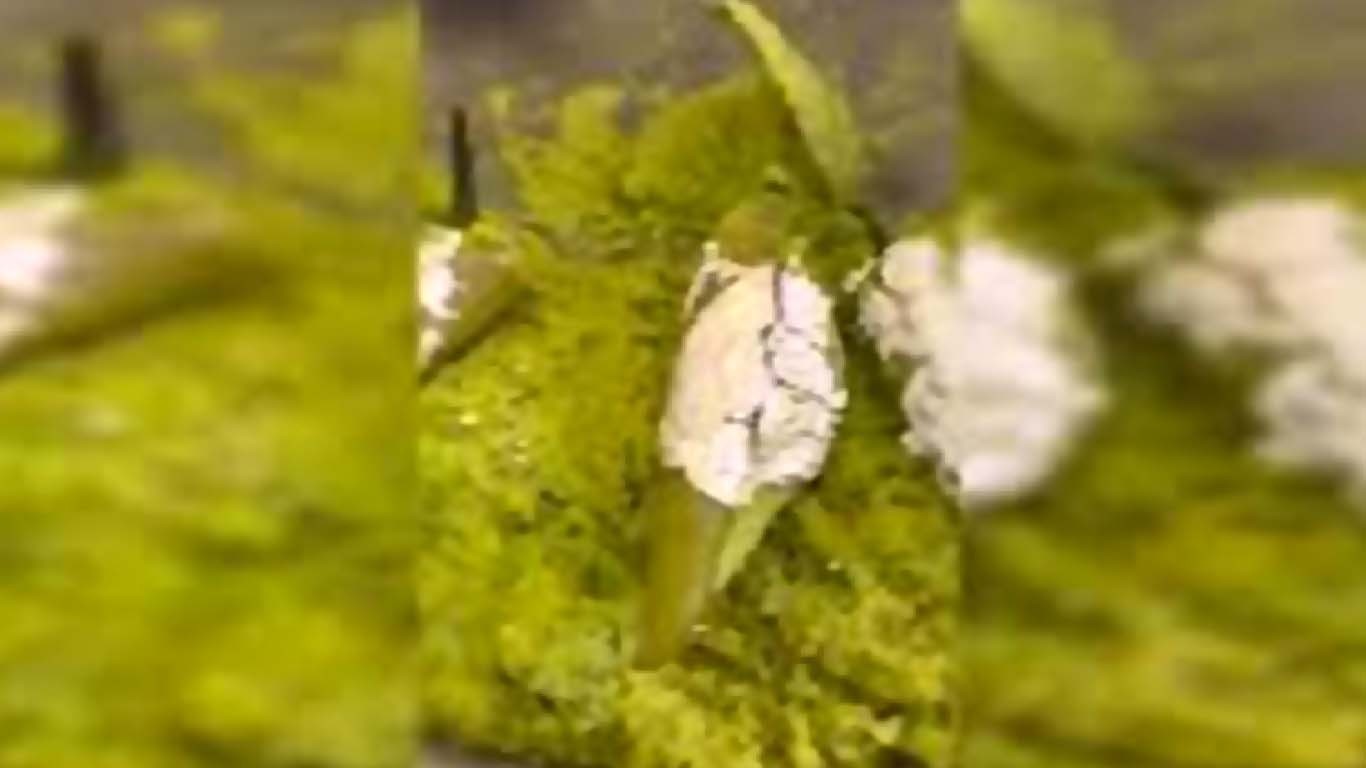 بھارت، شادی کی تقریب میں سبز مرچوں کے حلوے نے دھوم مچا دی