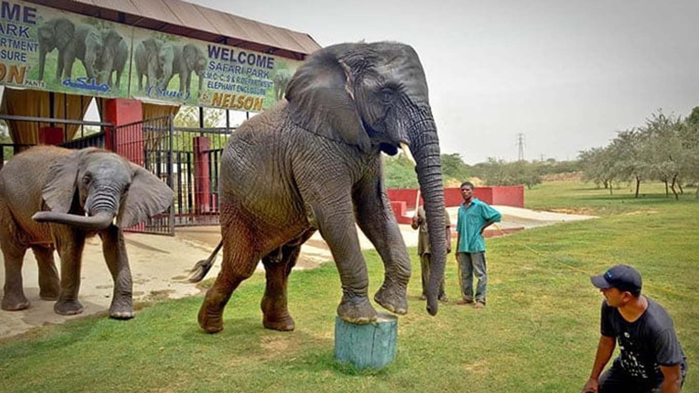 سفاری پارک میں موجود ہتھنی سونیا مرگئی