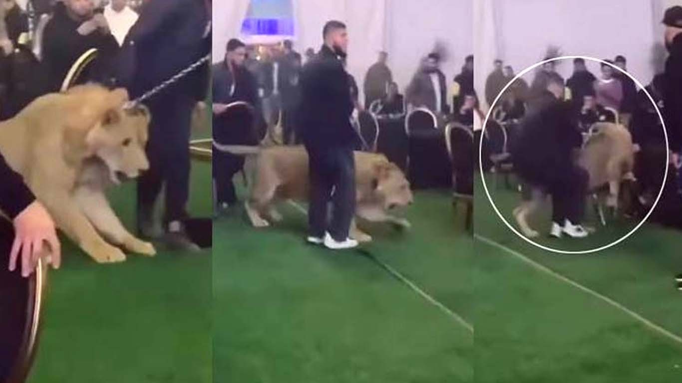 شادی کی تقریب میں موجود پالتو شیر کا مہمانوں پر حملہ، متعدد زخمی