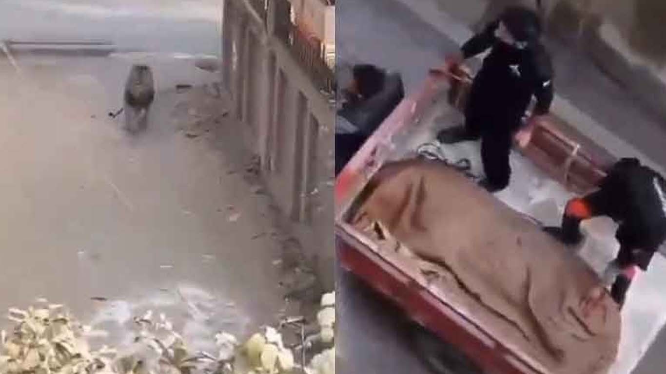 لاہور میں سیکیورٹی گارڈز نے فائرنگ کرکے پالتو شیر مار ڈالا