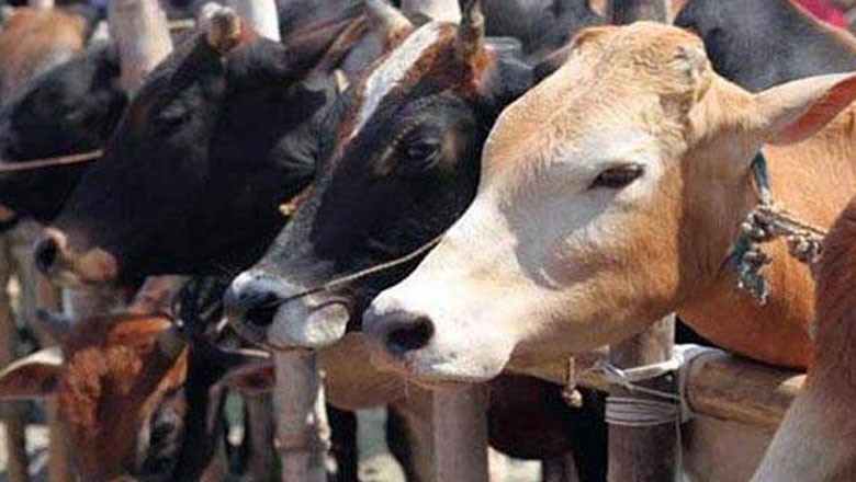 سفاک بیوی نے شوہر سے پیسوں کے جھگڑے پر 3 بھینسوں اور گائے کو زہر دے کر مار ڈالا