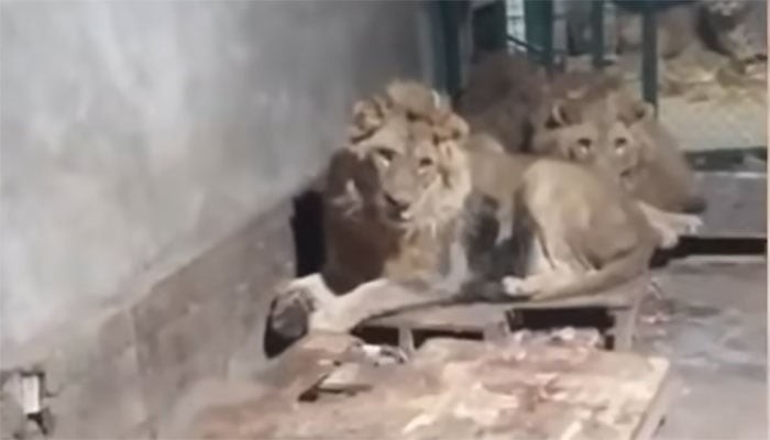 گرل فرینڈ کو متاثر کرنے کیلیے پنجرے میں جانے والا شخص شیروں کا نوالہ بن گیا