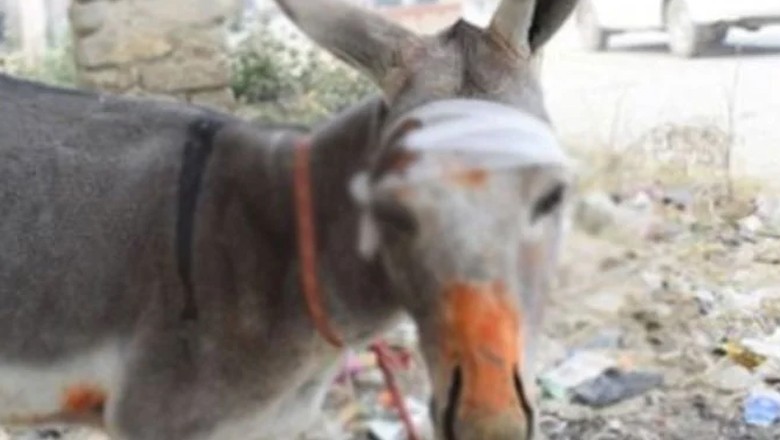 بہاولپور میں چار سفاک ملزمان کا گدھی پر تشدد، ٹانگیں کاٹ دیں