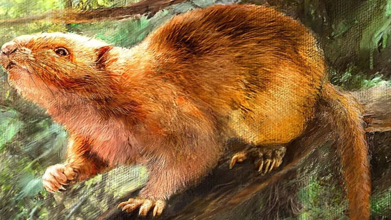 دنیا کا سب سے دیوہیکل چوہا، جس کا وزن 6 کلو تھا