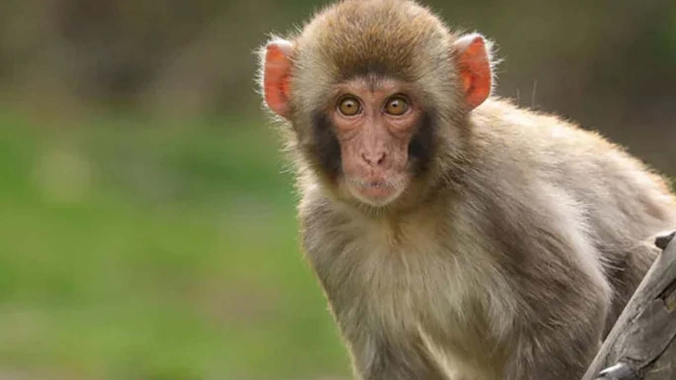 بندر نے 10 ویں جماعت کی طالبہ کو چھت سے دھکا دیدیا، لڑکی ہلاک