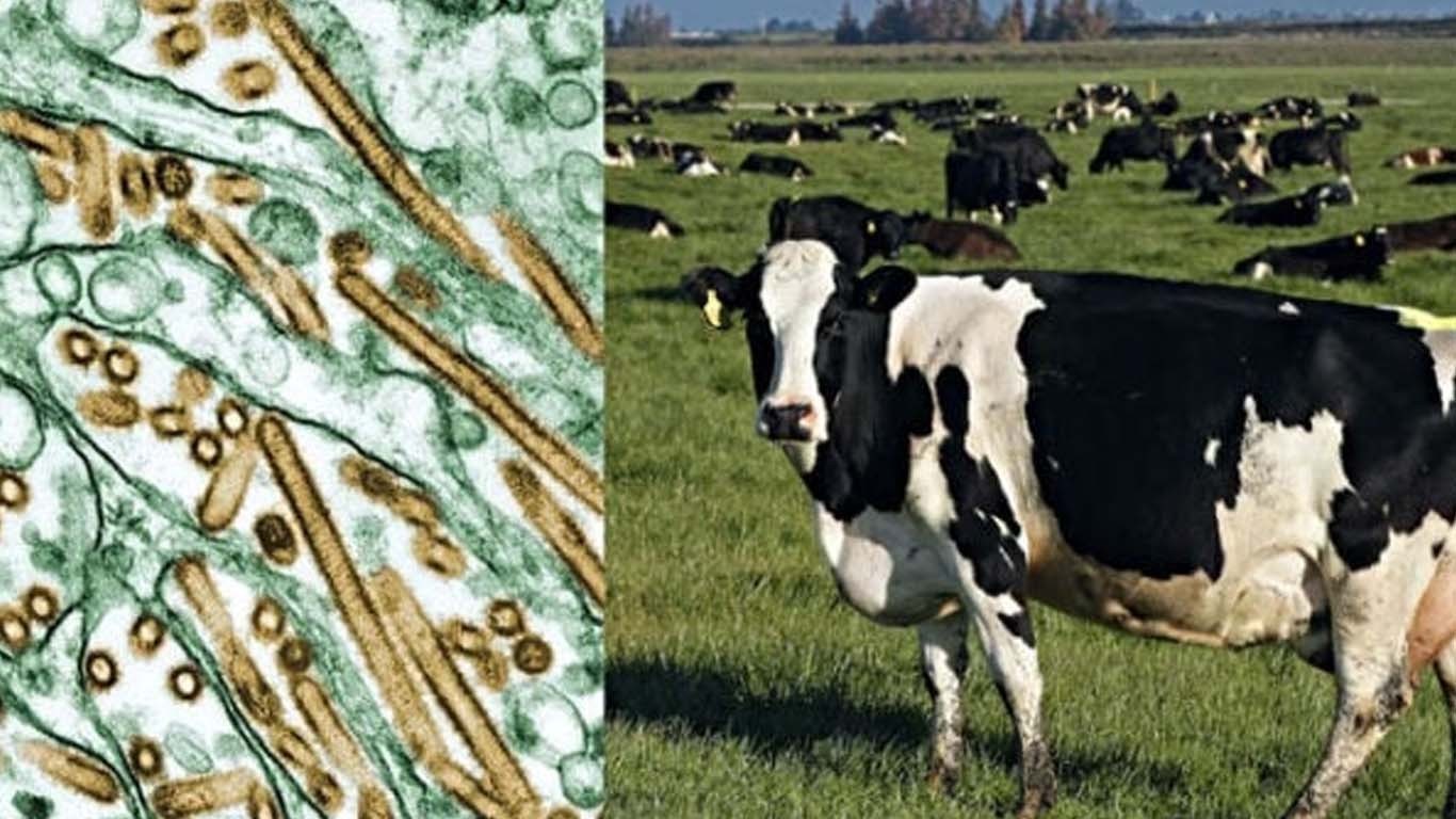 برڈ فلو وائرس کی نئی قسم سے امریکا میں جانور بیمار ہونے لگے