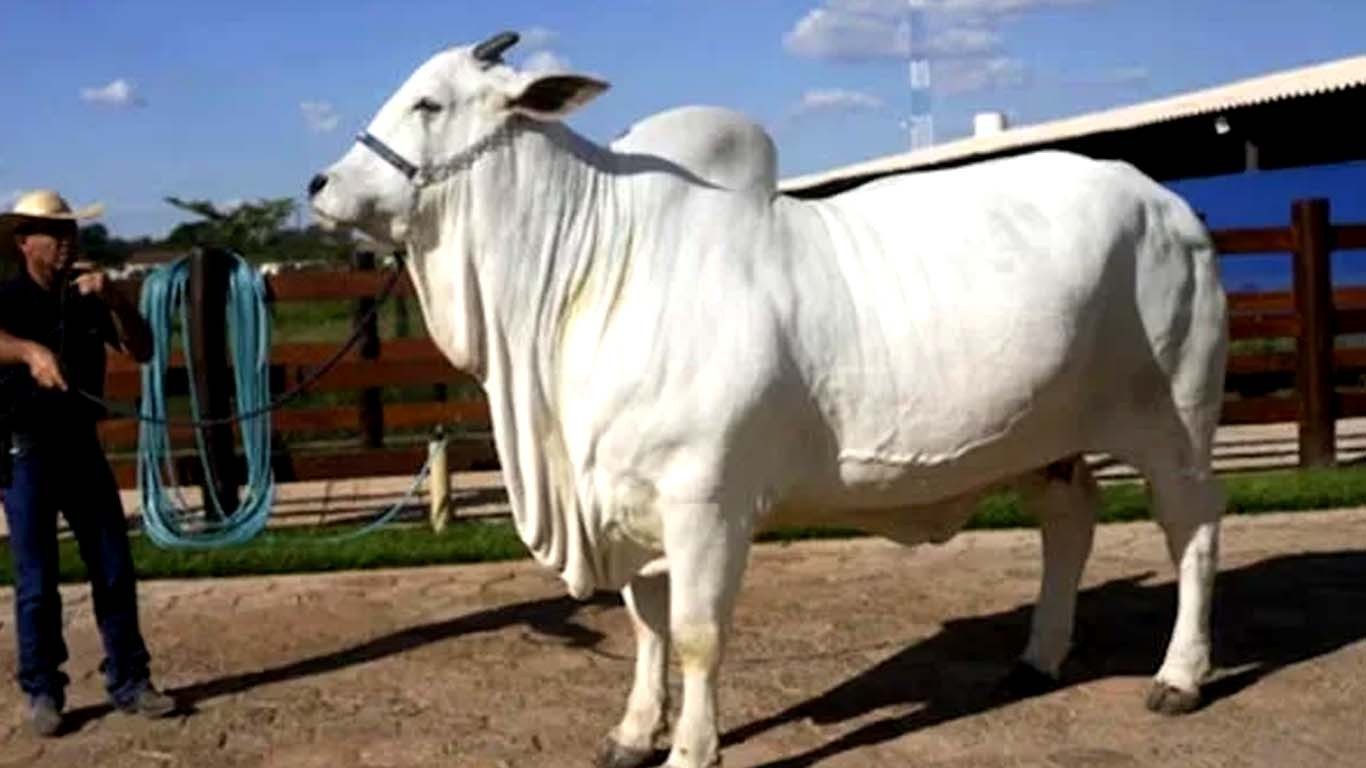 دنیا کی مہنگی ترین گائے ایک ارب 28 کروڑ روپے میں نیلام