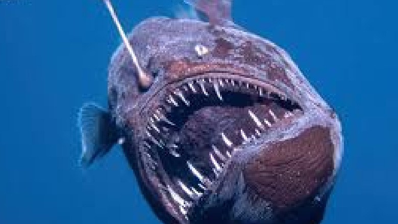 سمندر کی گہرائی میں ’کالا شیطان‘ دریافت، خوفناک تصاویر