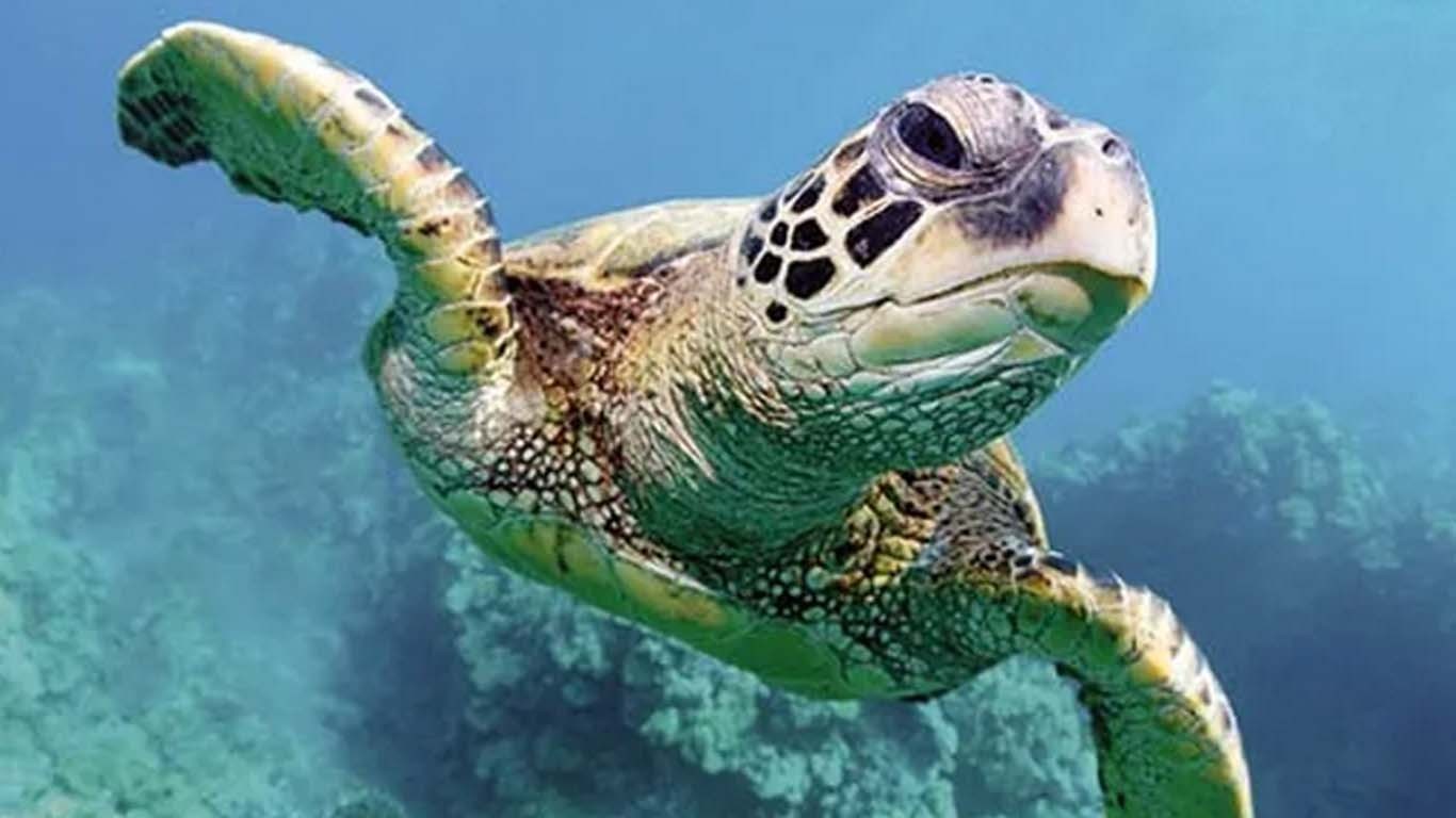 سمندری کچھوئوں میں خفیہ جی پی ایس، سائنسدانوں نے راز سے پردہ اٹھا دیا