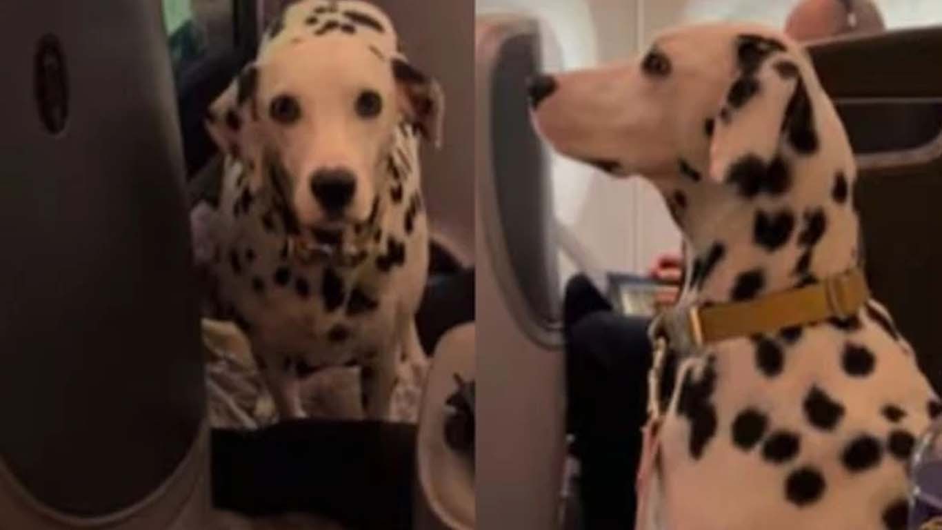 بزنس کلاس میں کتے کا شاہانہ ہوائی سفر، ویڈیو نے انٹرنیٹ پر دھوم مچادی