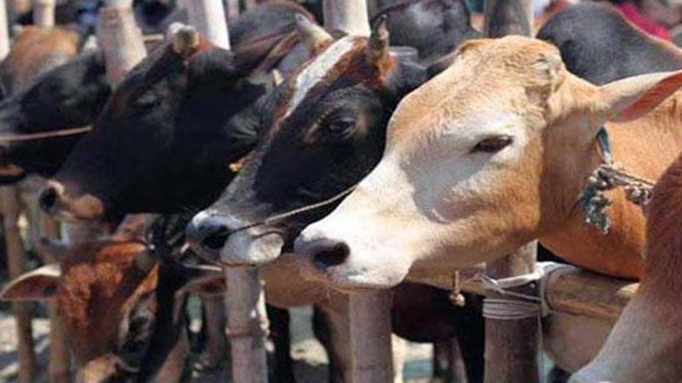 بھارت میں گائے کا کاروبار جرم بن گیا، تاجروں میں خوف و ہراس
