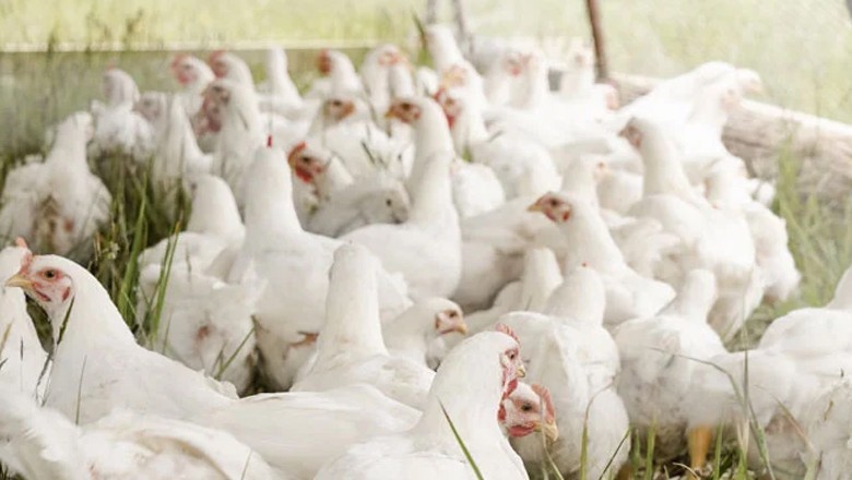 کراچی میں انتظامیہ پولٹری مافیا کے آگے بے بس، من مانی قیمتوں پر فروخت کی اجازت