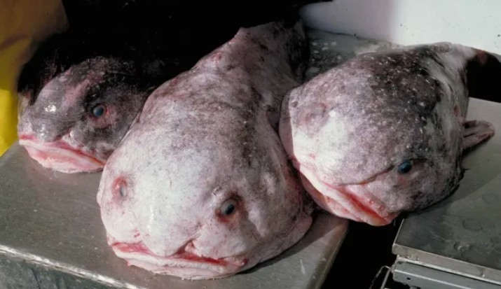 قدرت کا معجزہ، دنیا کی رحم دل مگر بدصورت مچھلی