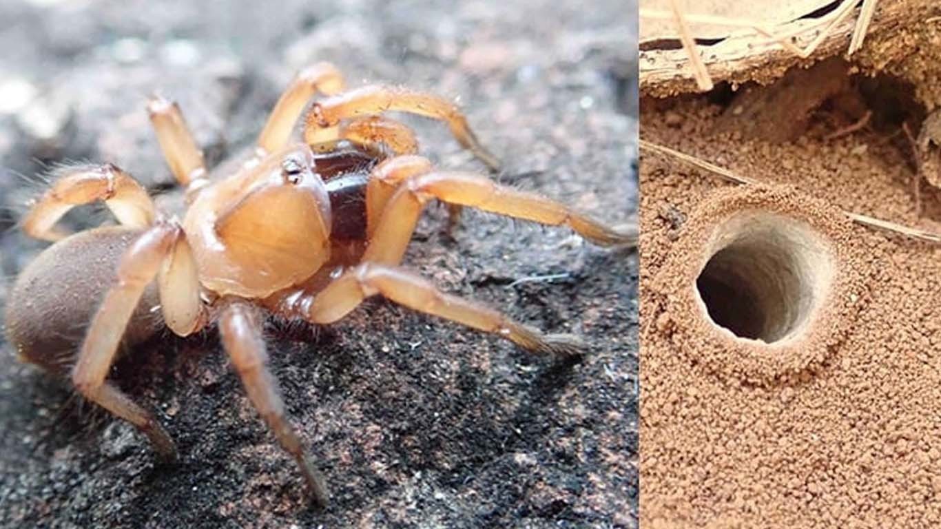 سائنسدانوں نے ٹریپ ڈور مکڑیوں کے نئی اقسام دریافت کر لیں