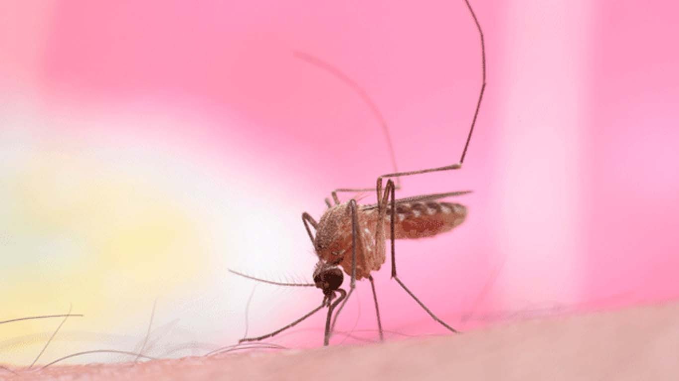 سندھ: رواں برس ابتک ملیریا کے 20 ہزار 57 کیسز رپورٹ