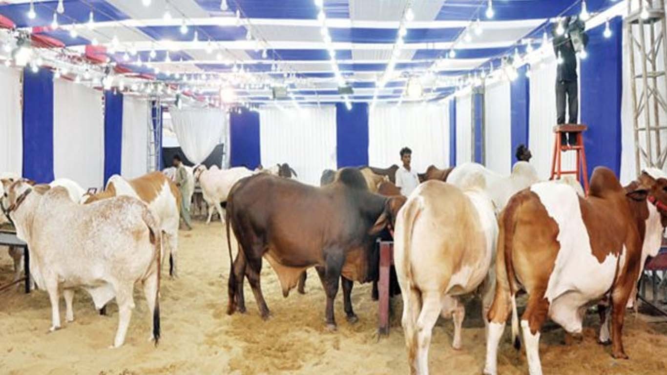 نادرن بائی پاس مویشی منڈی 2025 کا میلہ سج گیا