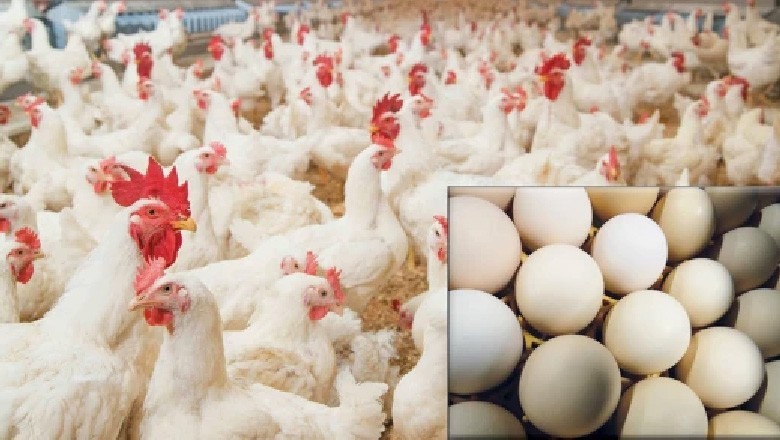 پاکستان کی بڑی کامیابی، سالانہ 200 انڈے دینے والی تیار کرلی