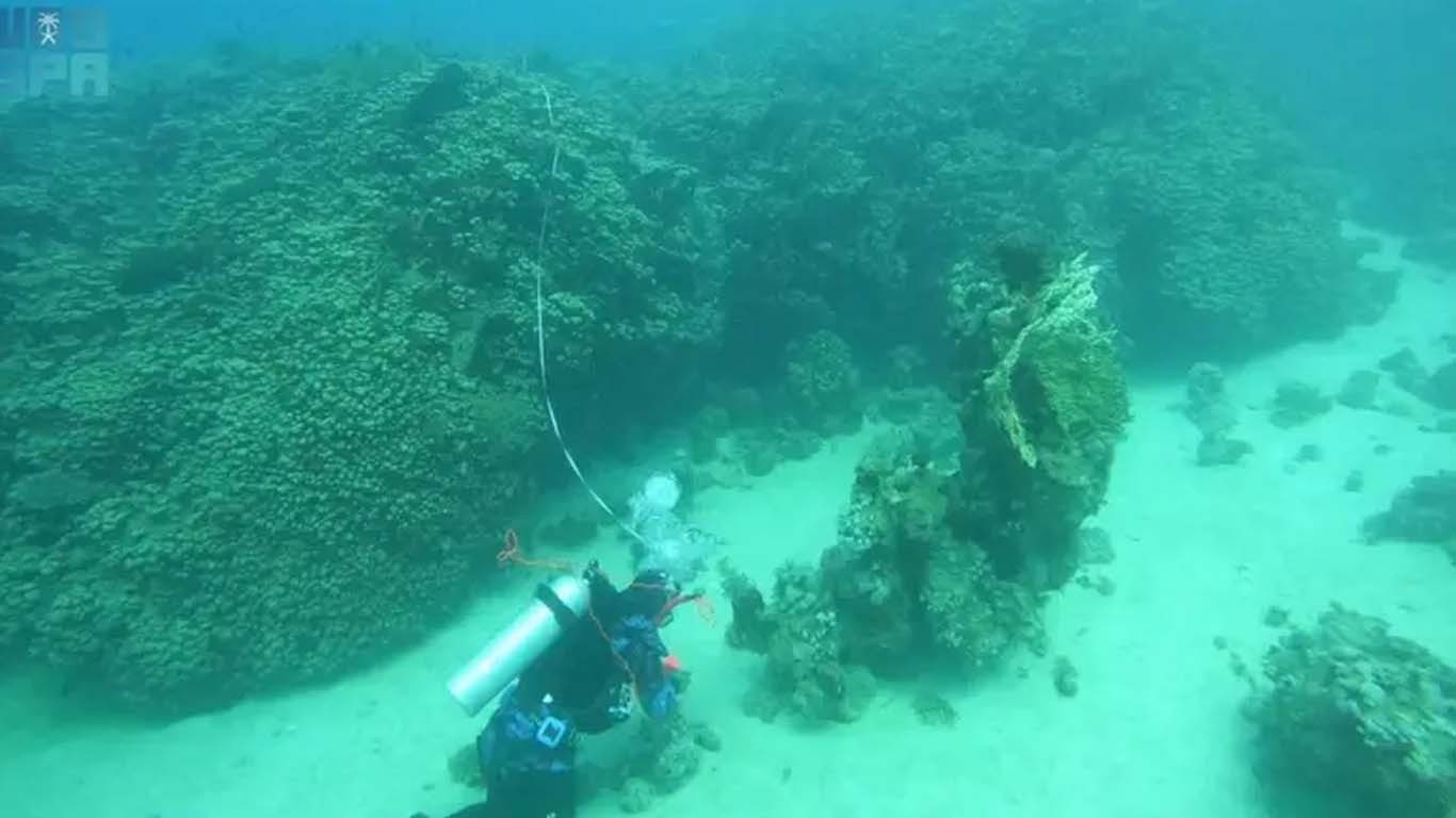 بحیرہ احمر میں 800 سال پرانی بہت بڑی مرجان کالونی دریافت