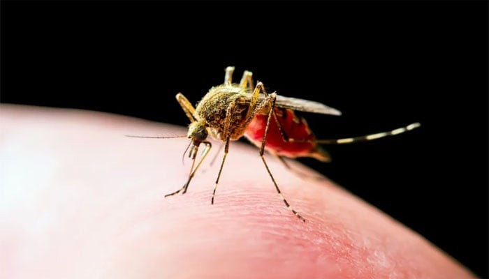 مچھر کے کاٹنے سے خطرناک پیلا بخار چڑھنے لگا، علامات اور علاج جانیے