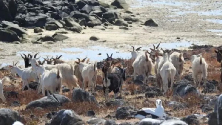 وہ بکریاں جو 200 سال تک زندہ رہتی ہیں!