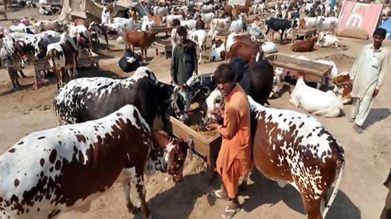 نادرن بائی پاس مویشی دوست منڈی کی رونقیں بحال ہوگئیں