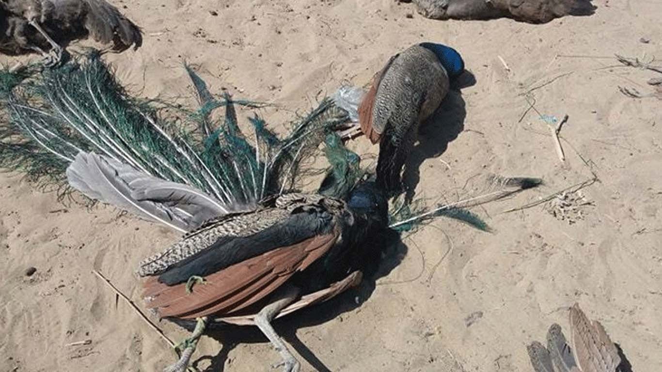 تھرپارکرمیں شدید گرمی، 100 سے زائد مور ہلاک