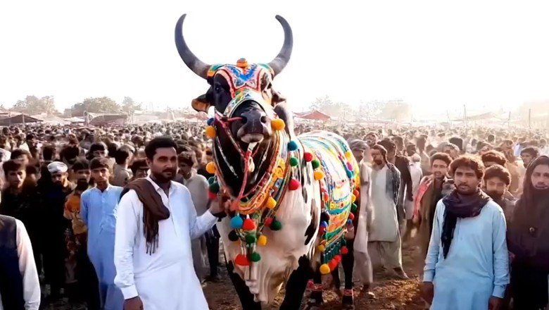 کراچی کی منڈی میں عمران خان نامی بیل کے چرچے، قیمت 804