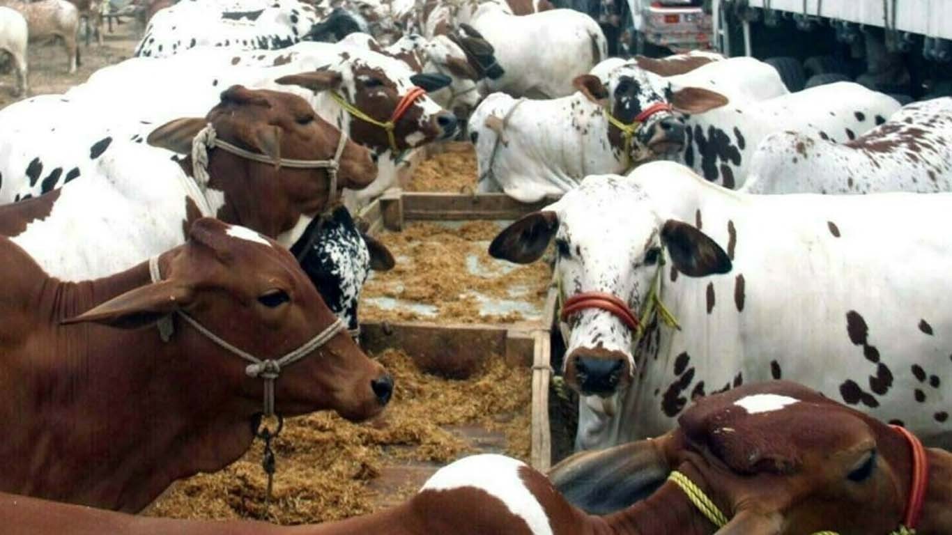 کراچی: غیر قانونی طور پر قائم ہونے والی مویشی منڈیاں ختم کر دی گئیں