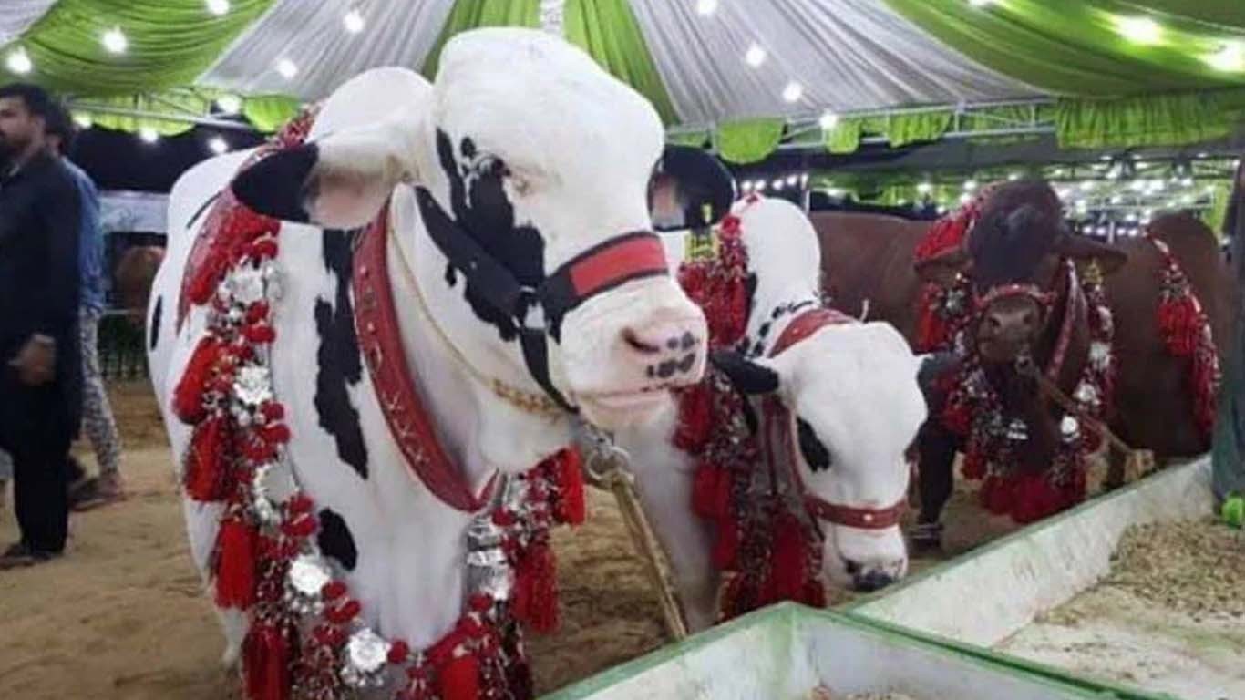 کراچی: قربانی کے جانوروں کی قیمتوں میں 70 فیصد تک اضافہ