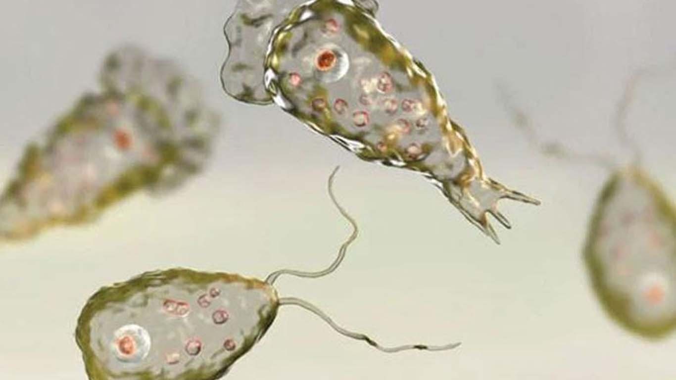 کراچی میں نگلیریا سے ایک شخص انتقال کرگیا