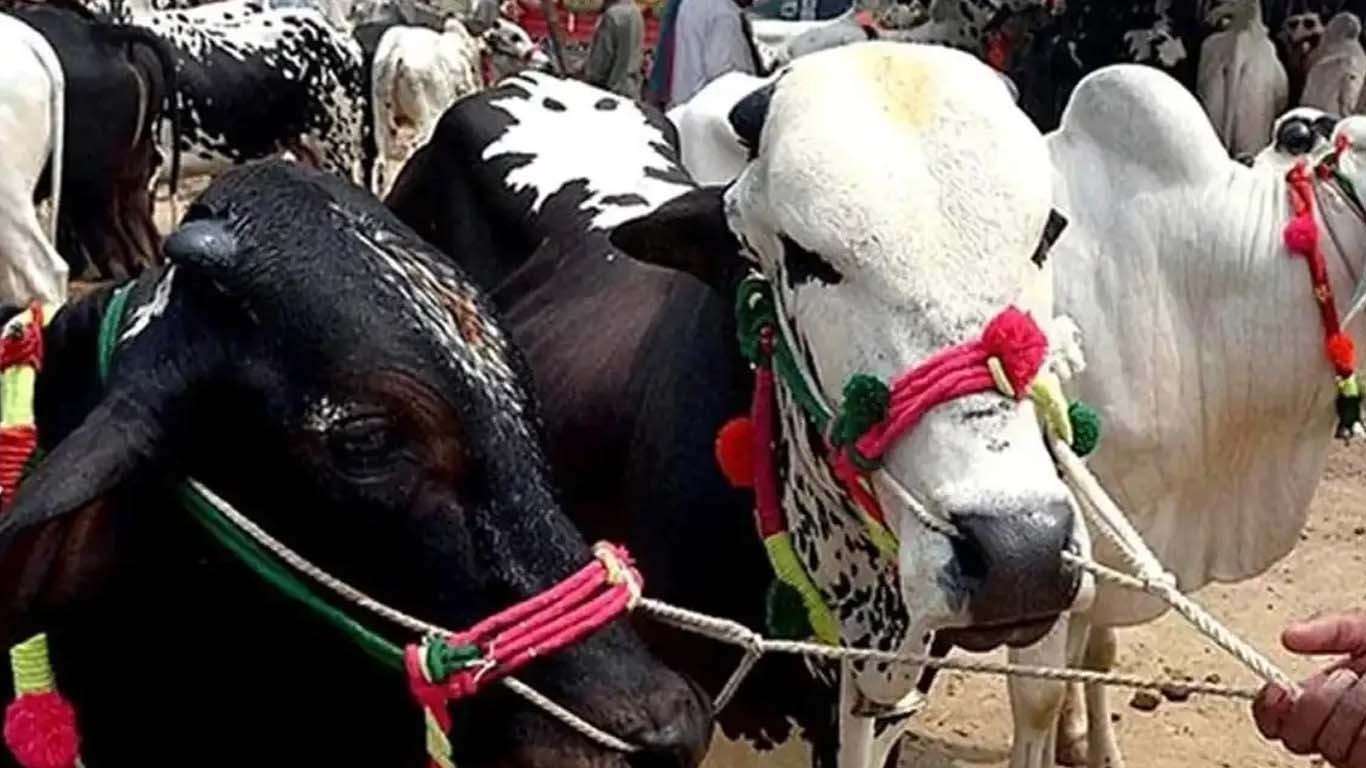 ملک بھر میں رواں سال 69 لاکھ 77 ہزار 565 جانوروں کی قربانی متوقع