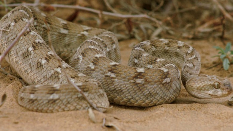 تھر میں سانپوں نے 200 افراد کو کاٹ لیا