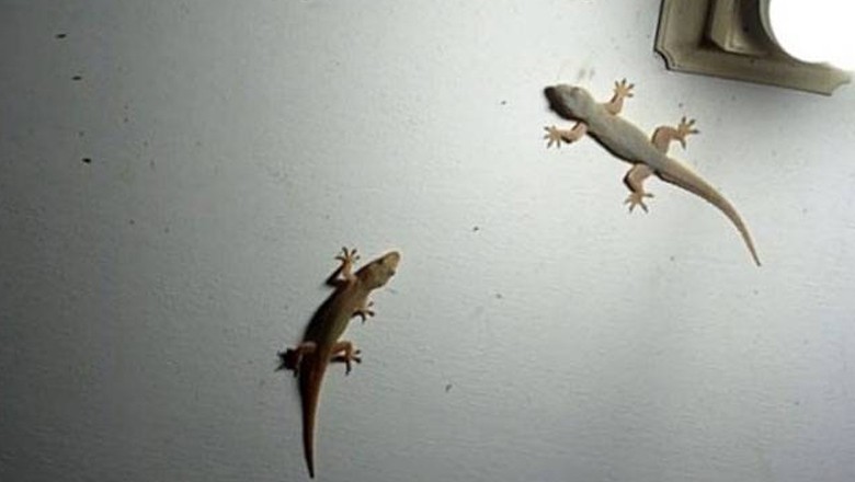 گھروں سے چھپکلیاں بھگانے کے گھریلو آسان ٹوٹکے