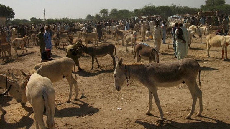 اسلام آباد میں 60 زندہ گدھے ار 25 من گوشت پکڑا گیا، فروخت ہوتا تھا