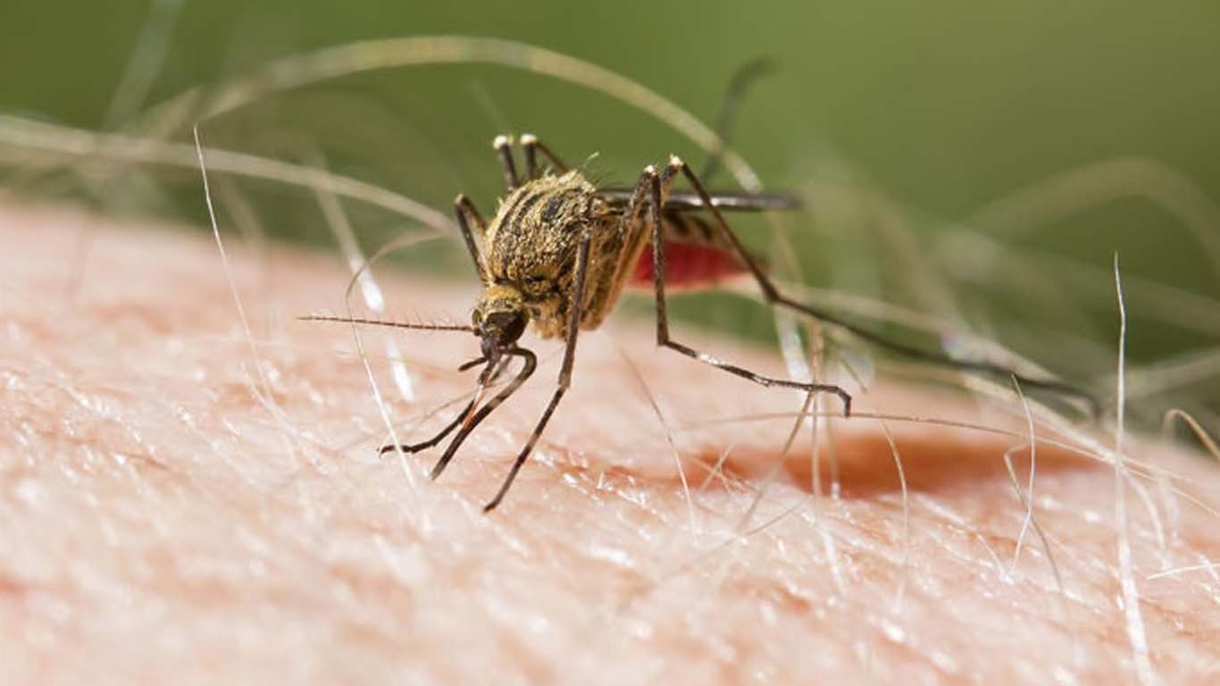 سندھ بھر میں ملیریا کے کیسز میں اضافہ