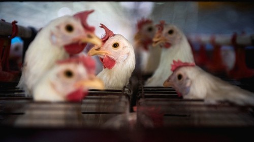 برڈ فلو پھیل گیا، ہزاروں مرغیاں، بطخیں متاثر